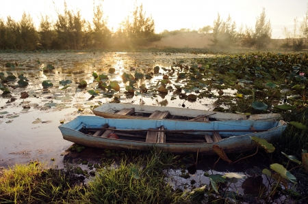 Boats in Lotus Swamp の写真素材