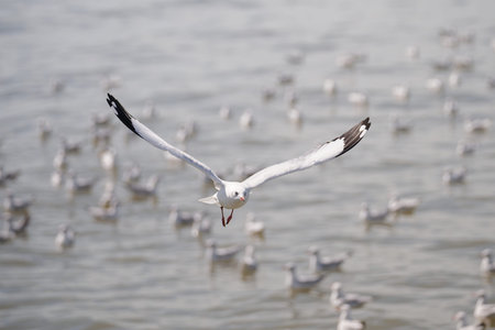 Seagull flying toward the camera with flock of birds in background at Bang Pu, Thailand. Coastal...