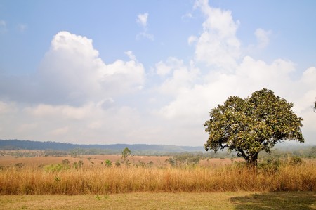 A tree on field.の写真素材