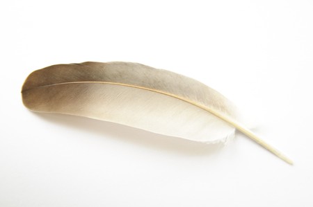 Feather on white background #2.の写真素材