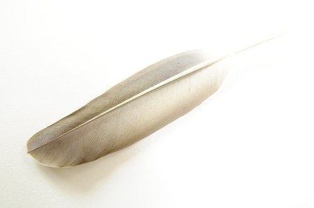 Feather on white background #12.の写真素材