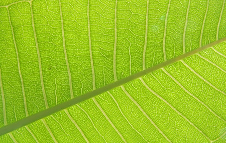 Plumeria Leaf  Texture