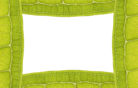 Leaf Frame