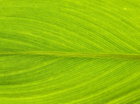 Leaf Textureの写真素材