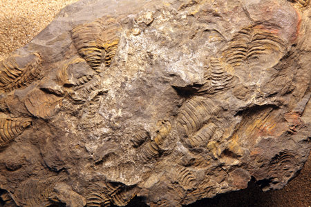 dinosaur Fossil at exloration site in Thailand