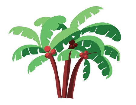 coconut tree isolated on whiteのイラスト素材