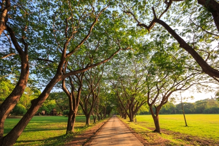 Dirt Road stretching at Sukhothai Historic Park  garden Thailandの写真素材