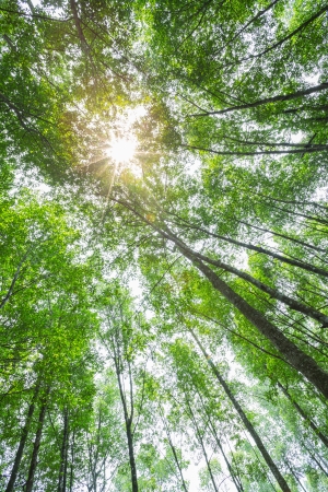 nature green wood forest trees with sunlight backgrounds の写真素材