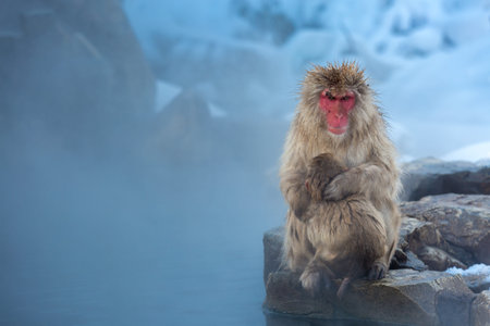 Japanese Snow monkey Macaque in hot spring Onsen Jigokudan Park, Nakano, Japan