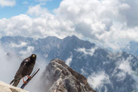 Alpine chough at Zugspitze top of Germanyの写真素材