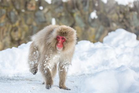 Japanese Snow Monkey Macaque at Jigokudani Yudanaka Nagano Japanの写真素材