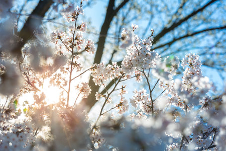 Sakura cherry Blossoms with sun beam