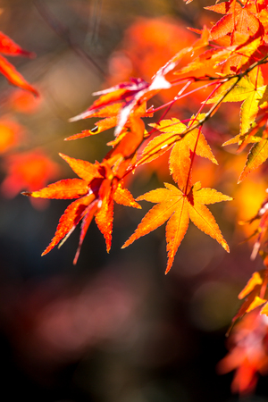 autumn background Red leave with free copyspaceの写真素材