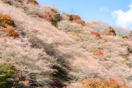 Nagoya, Obara. Autumn Landscape with sakura blossom. Shikizakura kind of sakura blooms once in spring, and again in autumn.の写真素材
