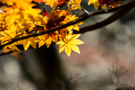 Red leave of maple tree for autumn  fall backgroundの写真素材