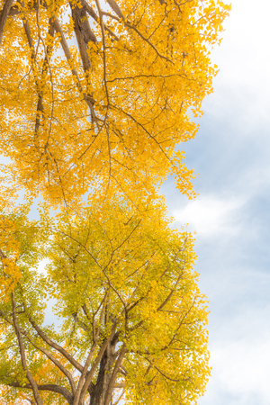 Ginkgo trees in Autumn in Tokyo Japanの写真素材