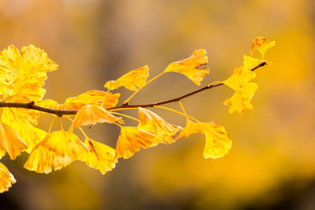 Ginkgo trees in Autumn in Tokyo Japan