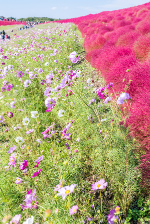 Kochia and cosmos bush with hill landscape Mountain,at Hitachi Seaside Park in autumn with blue sky at Ibaraki, Japanのeditorial素材