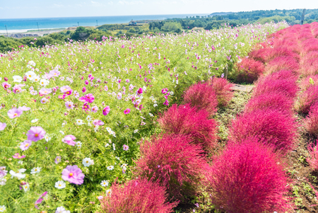Kochia and cosmos bush with hill landscape Mountain,at Hitachi Seaside Park in autumn with blue sky at Ibaraki, Japanの写真素材