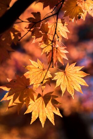 Red leave of maple tree for autumn fall backgroundの写真素材