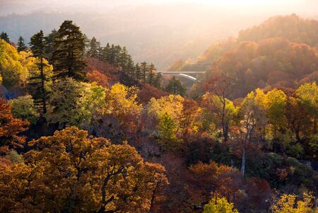Sunset red leaf autumn fall season for Forest wodland in Akita Tohoku Japanの写真素材