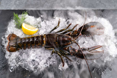 Fresh raw canadian lobster on heap of ice on black stone plate with icy frost cold steam fog. Fresh food seafood at market concept.の写真素材