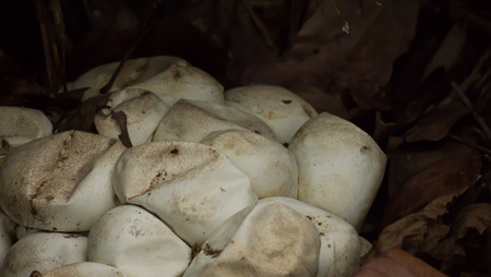 python snakeの写真素材