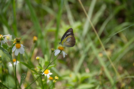 a butterflyの写真素材