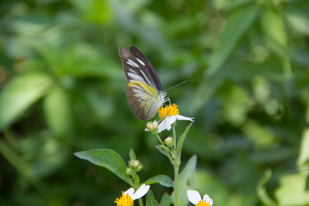 a butterflyの写真素材