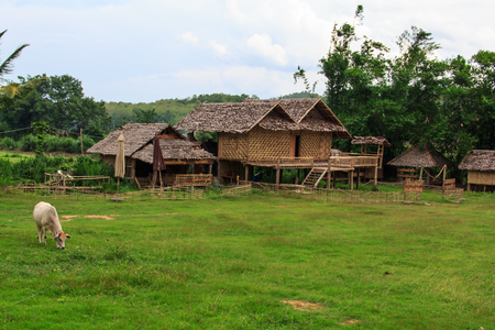 Bamboo flooringの写真素材