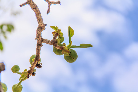 Treetops.の写真素材