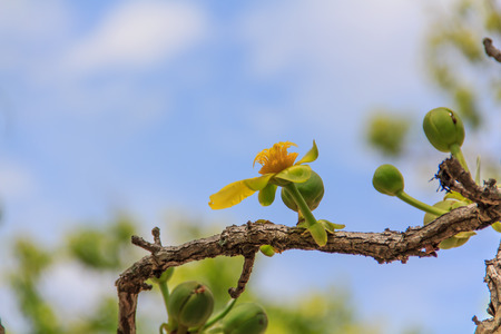 Treetops.の写真素材