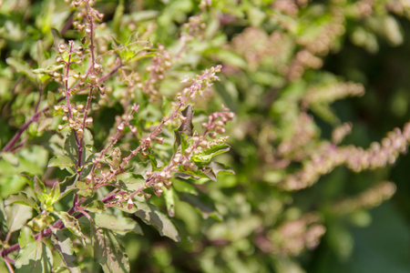 basilの写真素材