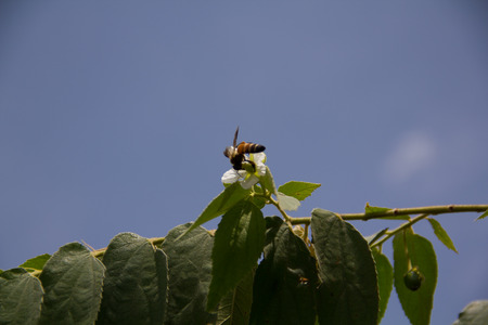 beesの写真素材