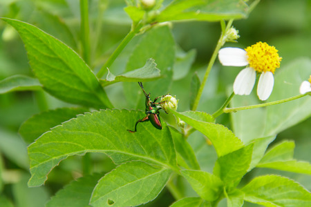 beetleの写真素材