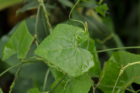 Ivy Gourdの写真素材