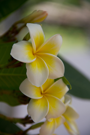 Frangipani flowersの写真素材