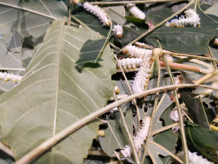 Silk is a Bombyx type moth.  mori belong to the Bombycidae family, the larva called silkworm or silkworm is of economic importance.の写真素材