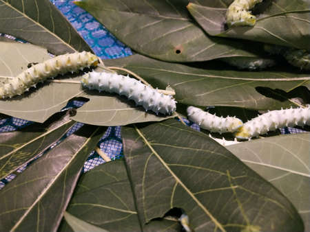 Silk is a Bombyx type moth.  mori belong to the Bombycidae family, the larva called silkworm or silkworm is of economic importance.の写真素材