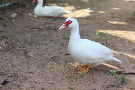 Gander standing rest in the pool....の写真素材