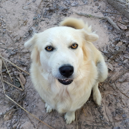 young small cute lovely mini size crossbreed puppy dog from two or more toys purebred white pastel beige colour long fur and ears black eyes playing around portraits closeupの写真素材