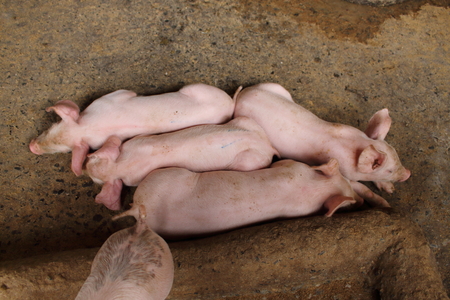 White pig farm in Thailandの写真素材