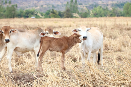 Several cows on a farm in nature.の写真素材