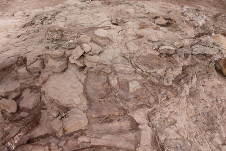 Petrified dinosaur remains in the mountain parks.の写真素材