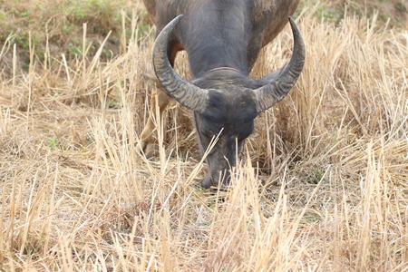 Buffalo feeding natural foodsの写真素材