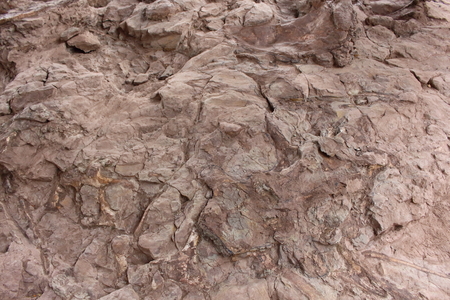Petrified dinosaur remains in the mountain parks.の写真素材