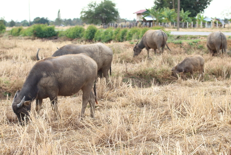 Buffalo feeding natural foodsの写真素材