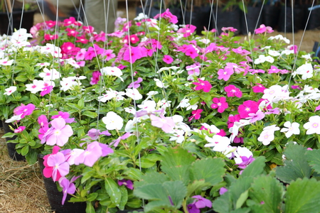 Vinca flower colorful natureの写真素材