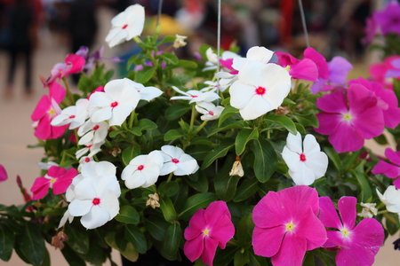 Vinca flower colorful natureの写真素材