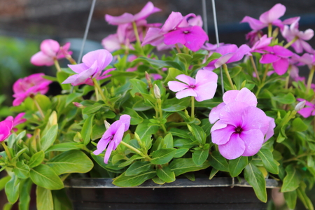 Vinca flower colorful natureの写真素材